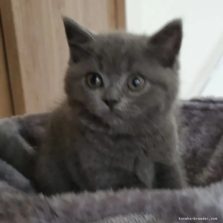 ID：2311-00988の子猫