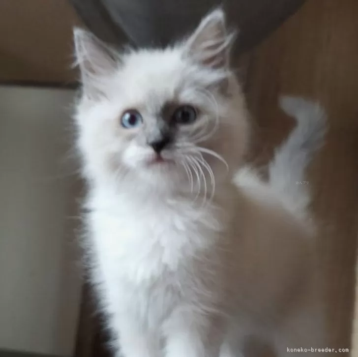ぴよ 様のお迎えした子猫