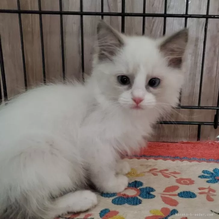 ID:2406-01716の子猫