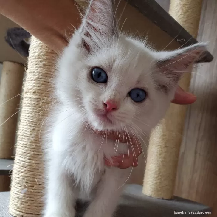 まどか 様のお迎えした子猫