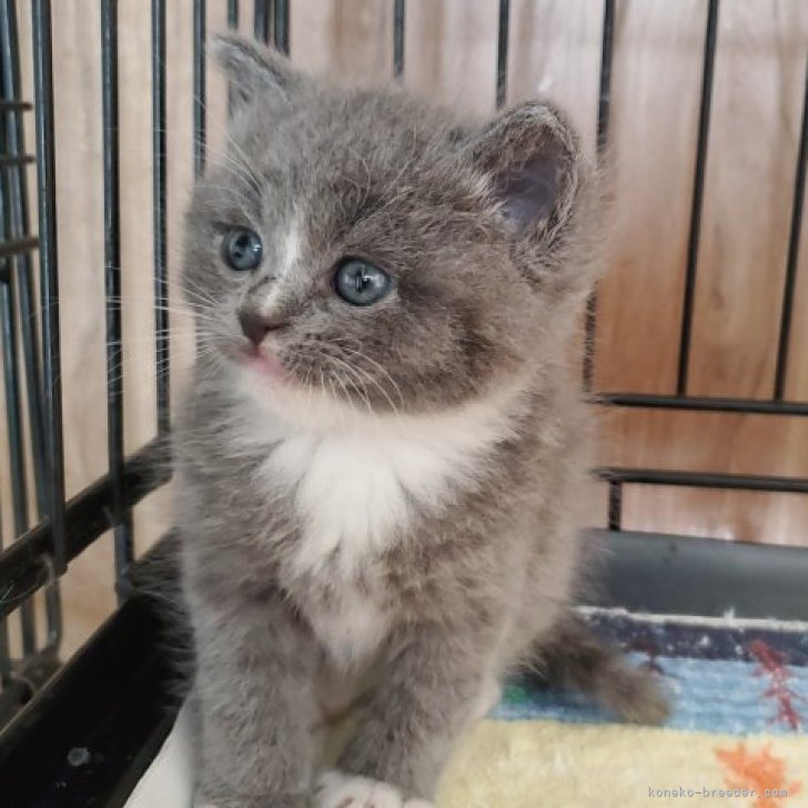 プッチ、スイートビオラ(パープル)短毛シュシュ、わんちゃん猫ちゃん用 母親ブリティッシュショートヘア✖️父親ラグドール【千葉県