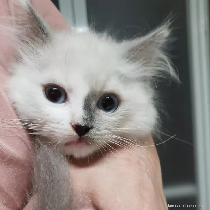 ID：2405-03821の子猫