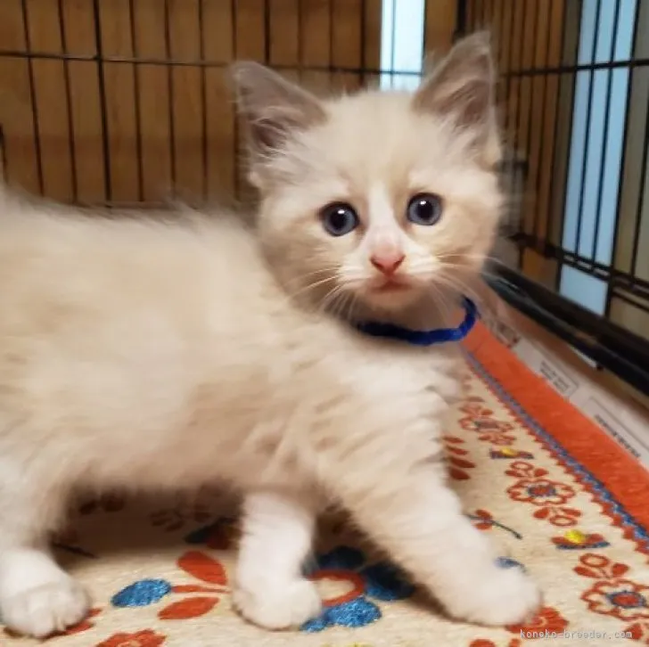 ID：2308-02267の子猫