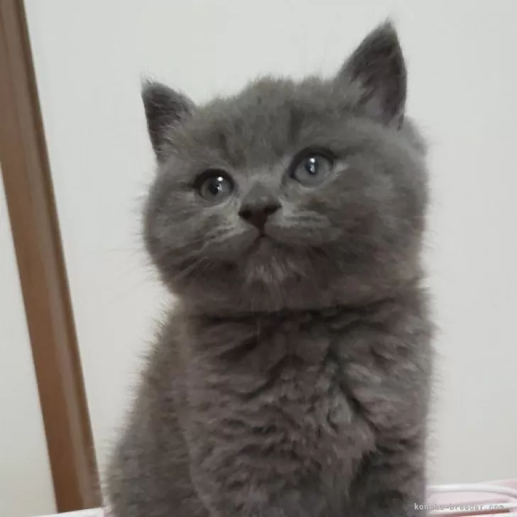 ID：2404-02774の子猫