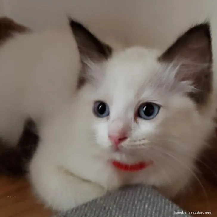 ID:2308-03360の子猫