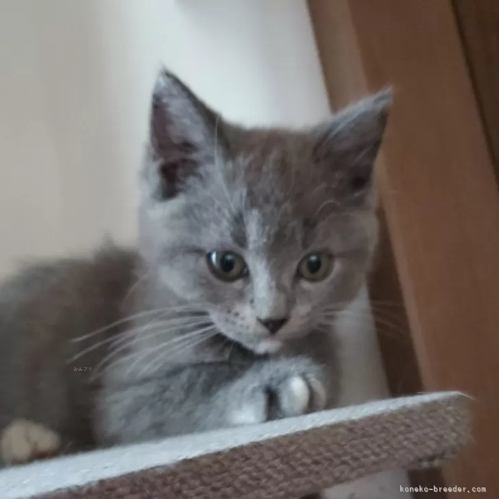 ID：2411-01343の子猫