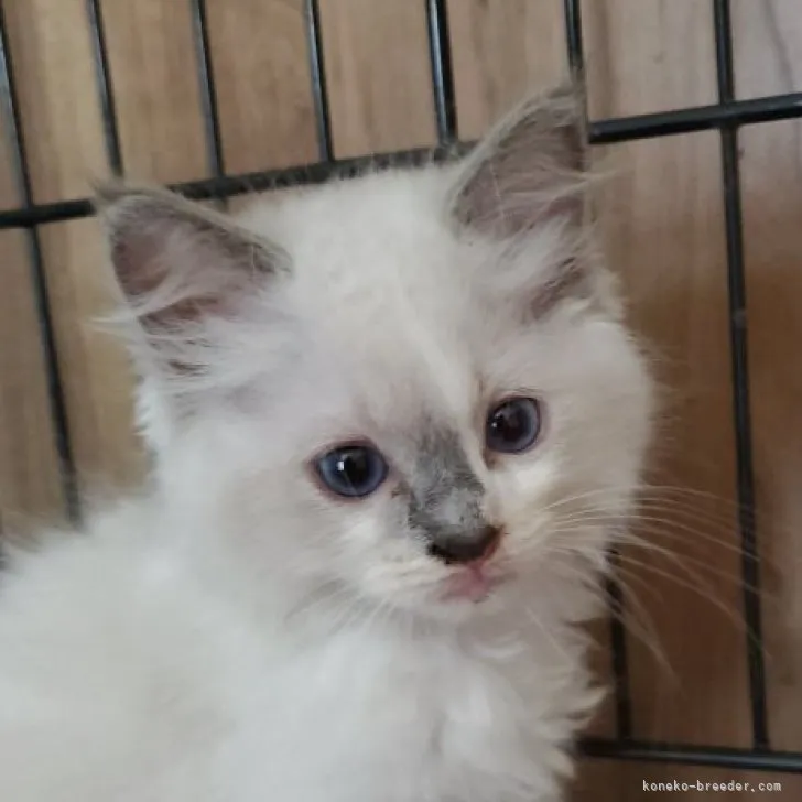 ID:2308-00588の子猫