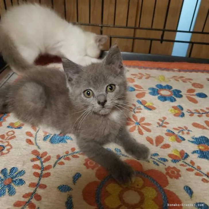 ID:2210-00449の子猫