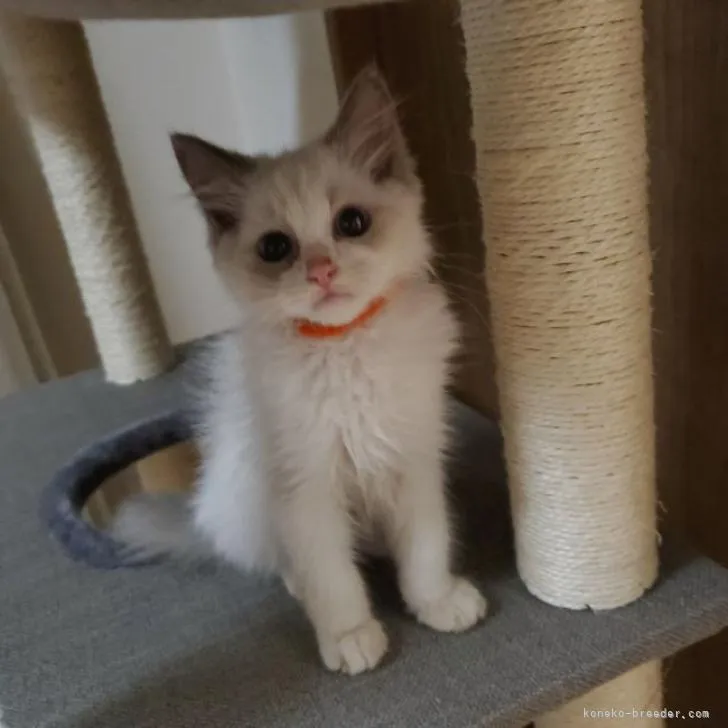 ID:2207-00388の子猫