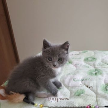 ミックス【千葉県・女の子・2022年3月25日・ブルー&ホワイト（ショーヘアー）】の写真「ゴロゴロ言って、かまってちゃん」