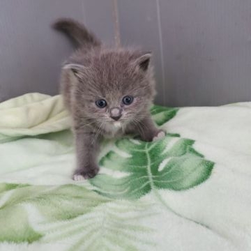 チャ～ミングなミックス猫です。😿【千葉県・女の子・2022年3月11日・ブルー&ホワイト】の写真「下顎ひげがチャ～ミングなミックス猫ちゃん」