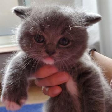 父親ラグドール。母親ブリティッシュショートヘア【千葉県・男の子・2022年11月28日・ブルー&ホワイト】の写真「まんまるお顔の可愛い男の子👦」