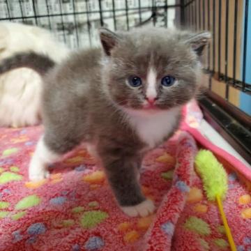 父親ラグドール。母親ブリティッシュショートヘア【千葉県・女の子・2022年11月20日・ブルー&ホワイト（ふんわりちゃん。）】の写真「白い鼻筋がと～っても可愛い❤️甘えん坊さん🎀」