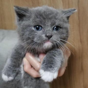 母親ブリティッシュショートヘア 父親ラグドール【千葉県・男の子・2022年11月28日・ブルー&ホワイト（ショートヘアー）】の写真「可愛いお顔の男の子」