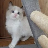 ラグドール【千葉県・男の子・2023年8月16日・シールポイントバイカラー】の写真1「10月13日撮影💕ハンサムくん。」