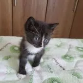 父親ブリティッシュショートヘア、母親ラグドール【千葉県・男の子・2022年3月23日・ブラック&ホワイト】の写真2