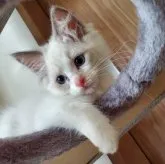 ラグドール【千葉県・女の子・2023年5月25日・シールポイントバイカラー】の写真2「7月19日撮影」