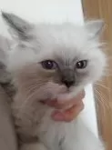 ラグドール【千葉県・女の子・2023年11月17日・シールポイントミテッド】の写真2「1月11日撮影👀📷✨愛想抜群なミテッドちゃん💕」