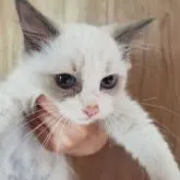 ラグドール【千葉県・女の子・2022年5月3日・ブルーポイントバイカラー】の写真2「ブルーの瞳が可愛い。💕」