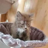 母親ブリティッシュショートヘア。父親ラグドール。【千葉県・男の子・2022年8月26日・ブルー&ホワイト】の写真4