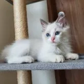 ラグドール【千葉県・女の子・2023年5月25日・シールポイントバイカラー】の写真5