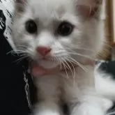 ラグドール【千葉県・男の子・2024年7月11日・ブルーポイントバイカラー】の写真5「可愛いニャン　🐱　(=^ェ^=)　」