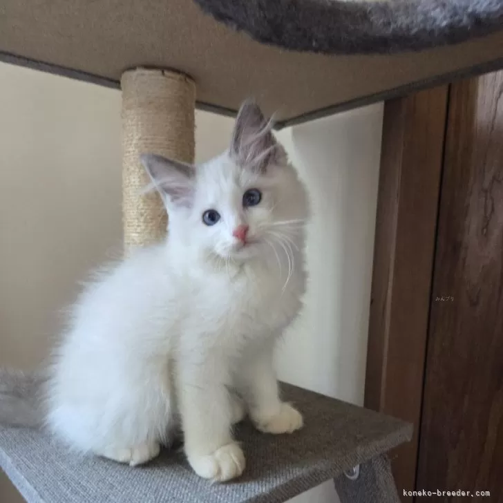 ID：2508-02133の子猫