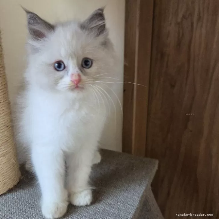 ラグドール【千葉県・女の子・2025年9月19日・ブルーポイント バイカラー】の写真1