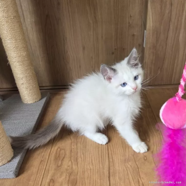 ヨシタカ 様のお迎えした子猫
