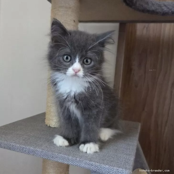 Y.S 様のお迎えした子猫