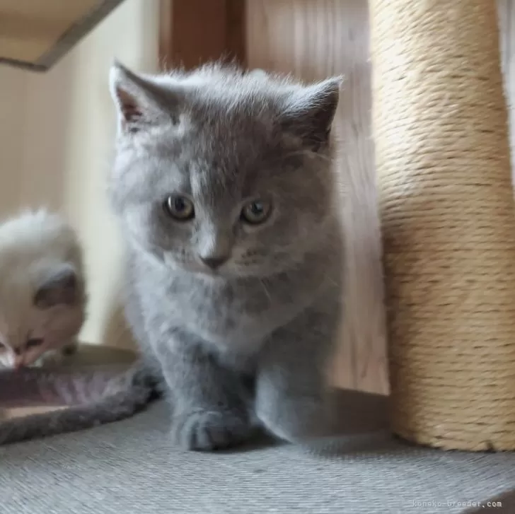 ID：2412-01889の子猫