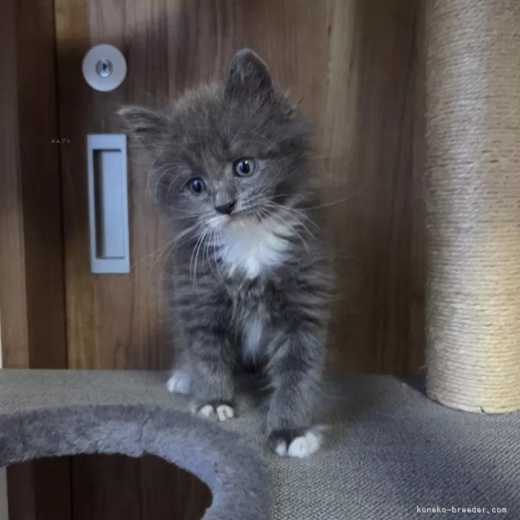 ID：2505-01245の子猫