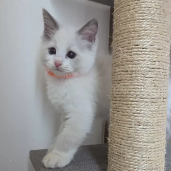 ID:2509-00769の子猫