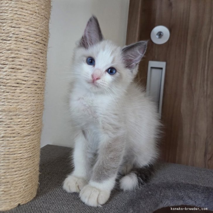 新品 希少 レア ねこぢる Amazon.co.jp: シナダグローバル もちねこ ハチワレ 大きい 抱き