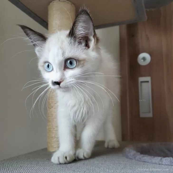 ID：2501-00668の子猫