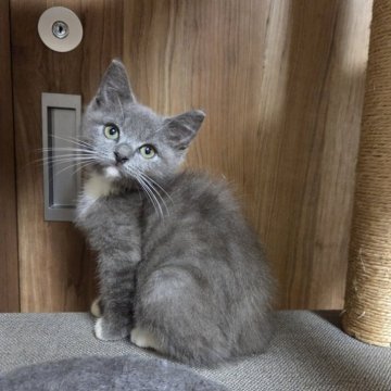 ラグドール✖️ブリティッシュショートヘア【千葉県・女の子・2025年8月27日・ブルーアンドホワイト】の写真「ちょっぴシャイなミックス猫。👧」