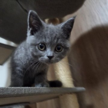 ブリティッシュショートヘア【千葉県・男の子・2025年9月23日・ブルー】の写真「と～っても人懐っこくてすぐゴロゴロ言います
♥️」