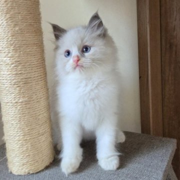ラグドール【千葉県・女の子・2025年9月19日・ブルーポイント バイカラー】の写真「とても人懐こい女の子♥️♥️」