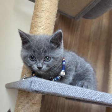 ブリティッシュショートヘア【千葉県・男の子・2025年9月19日・ブルー】の写真「とても活発な ブリティッシュショートヘア」