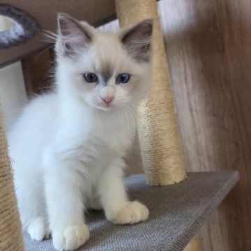 ラグドール【千葉県・女の子・2025年6月22日・ブルーポイント バイカラー】の写真「飼い主さんの後を追いかけてきます。😀」
