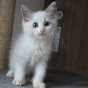 ラグドール【千葉県・男の子・2025年7月31日・ブルーポイント バイカラー】の写真「とても明るい性格で人懐こい男の子
(=^ェ^=)」