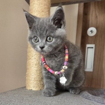 ブリティッシュショートヘア【千葉県・男の子・2025年9月23日・ブルー】の写真「ほっぺたがもちもちで可愛いです♥️」