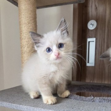 ラグドール【千葉県・男の子・2025年8月28日・シールポイント バイカラー】の写真「遊び大好きな可愛い男の子」