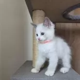 ラグドール【千葉県・女の子・2025年7月10日・ブルーポイント バイカラー】の写真8