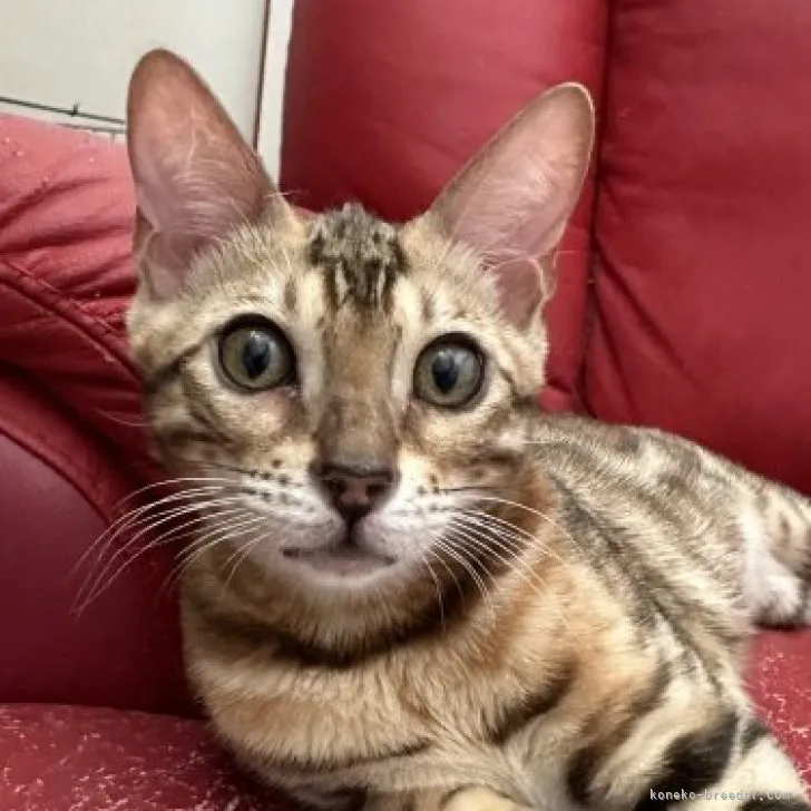 ID：2304-02917の子猫