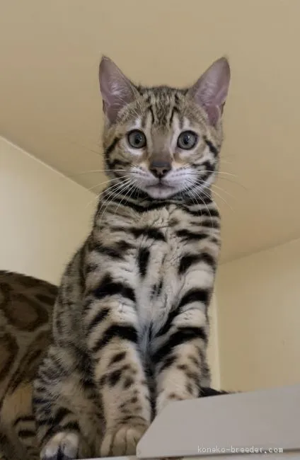 ID:2102-00632の子猫