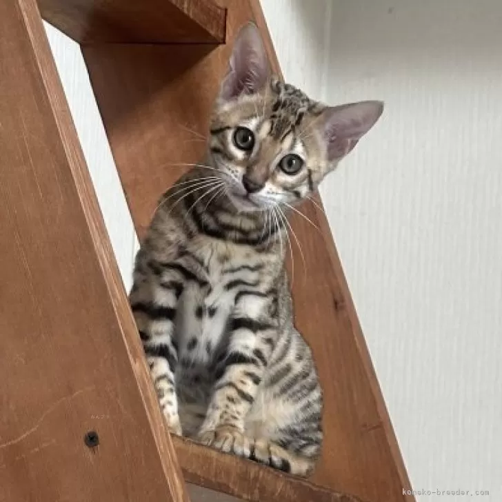 ベンガル【愛媛県・女の子・2025年6月30日・ブラウンスポテッドタビー(ロゼット)】の写真1