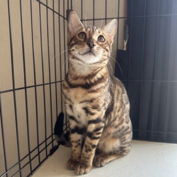 ベンガル【愛媛県・女の子・2025年6月30日・ブラウンスポテッドタビー(ロゼット)】の写真「可愛いお顔で活発な女の子です」