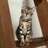 ベンガル