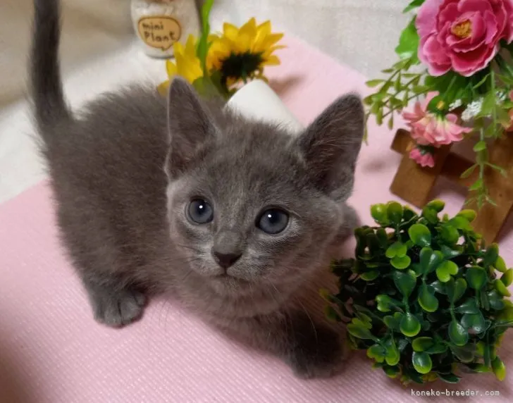 ID:2105-02155の子猫
